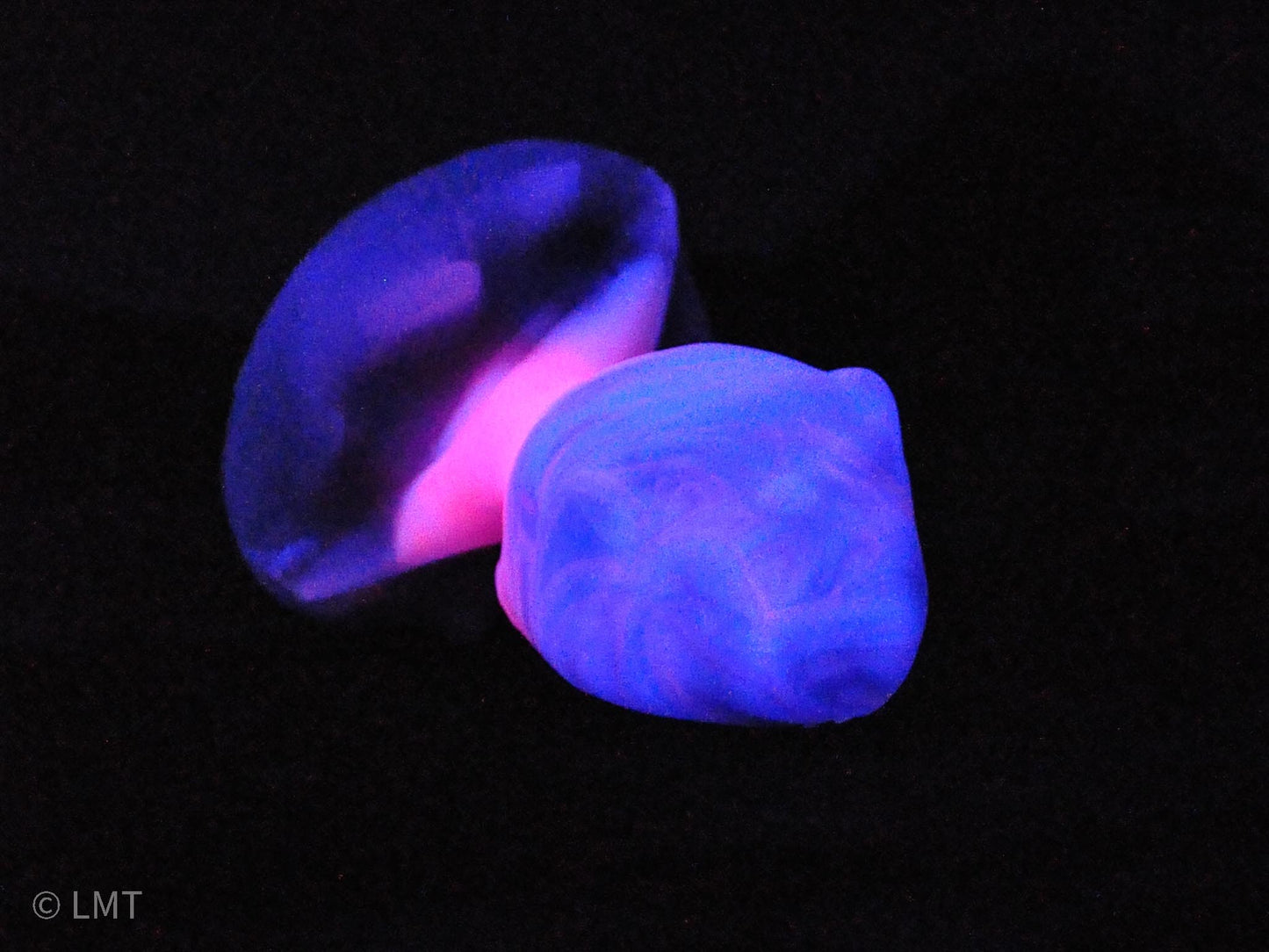 Small Amity the Shork! MEDIUM (00-50) UV Reactive!
