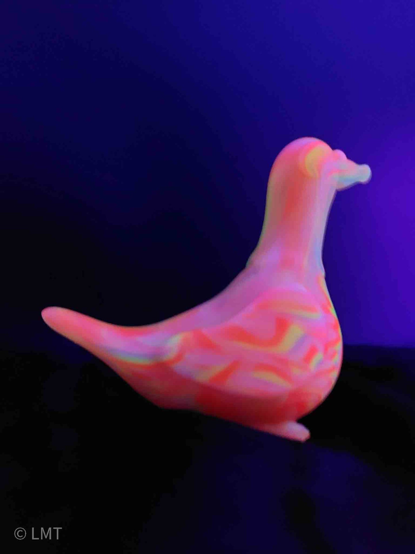Gidget the Pigeon!