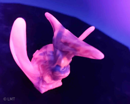 Ptrudy the Pteranadon!