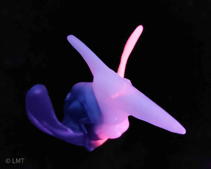 Ptrudy the Pteranadon!