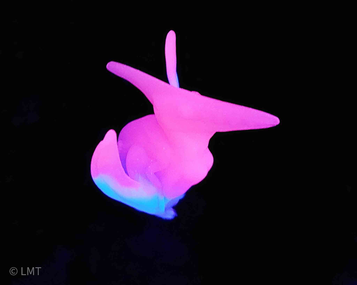 Ptrudy the Pteranadon!