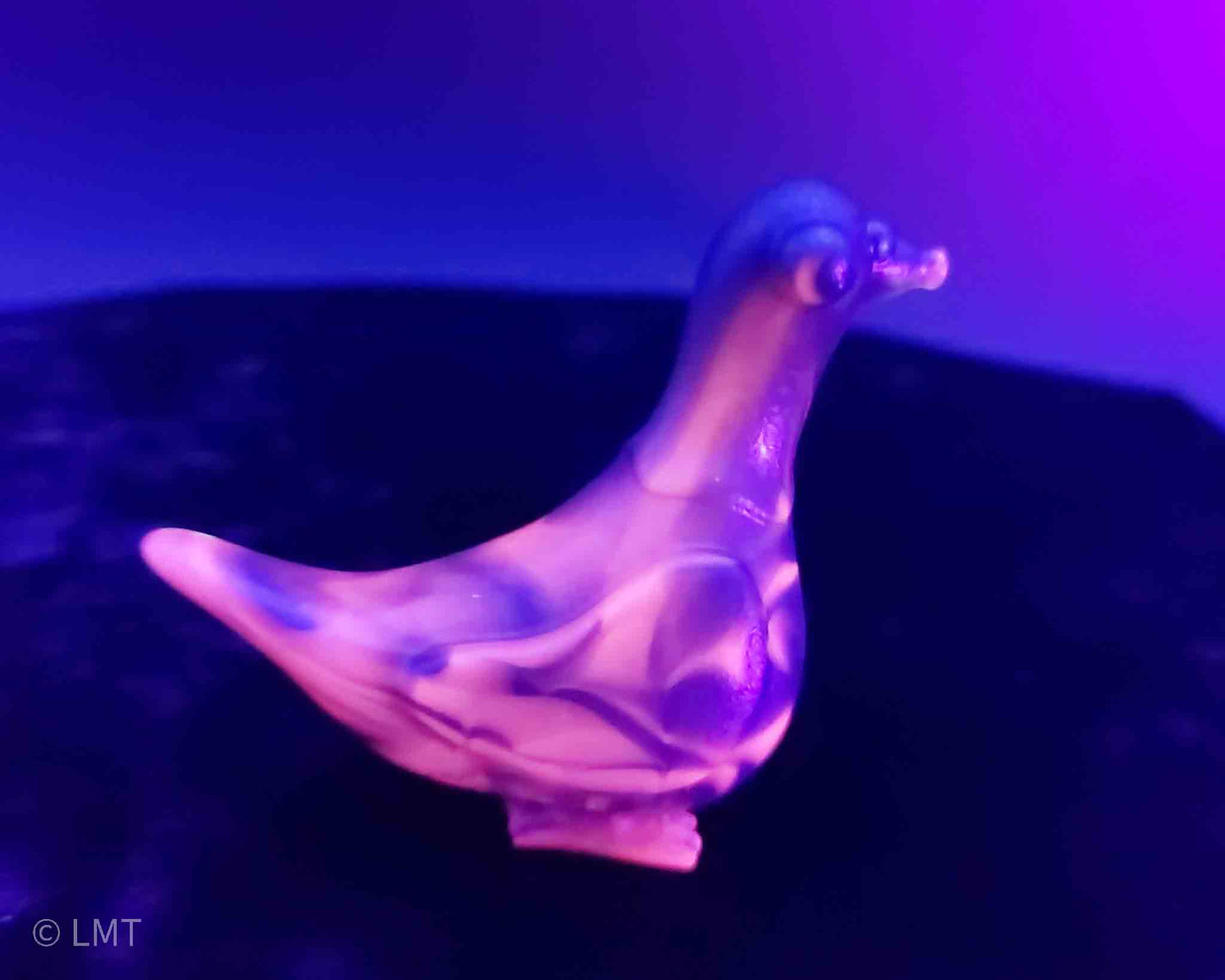 Gidget the Pigeon!