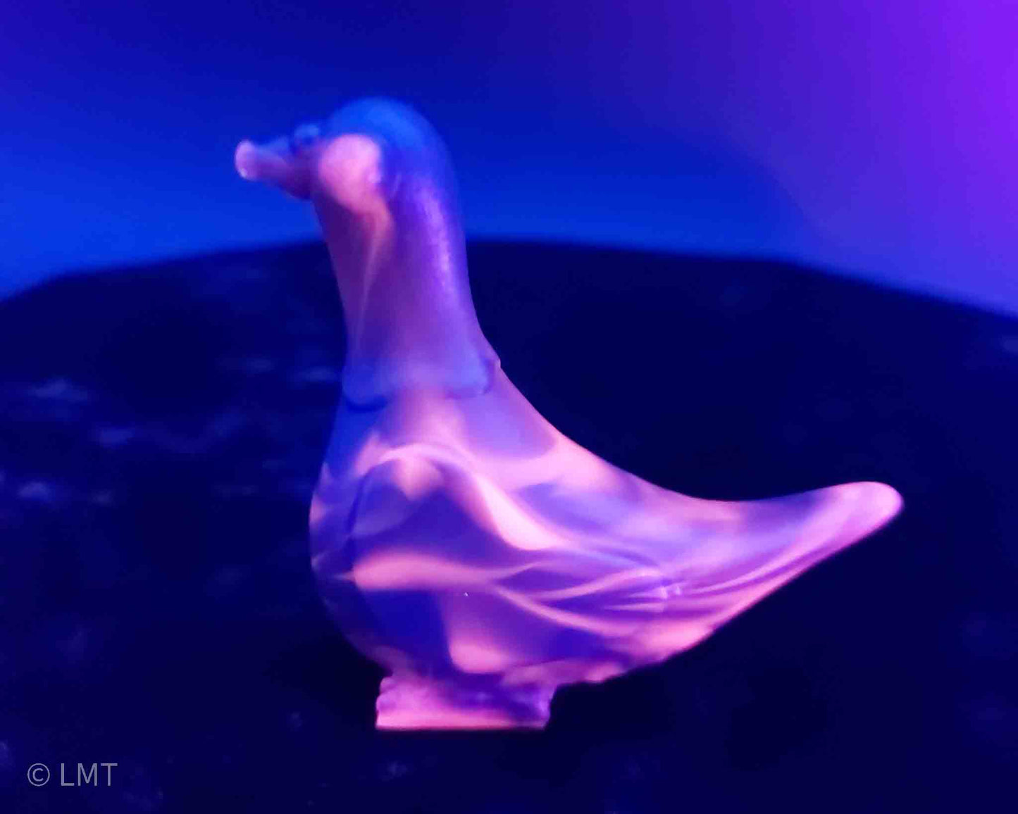 Gidget the Pigeon!
