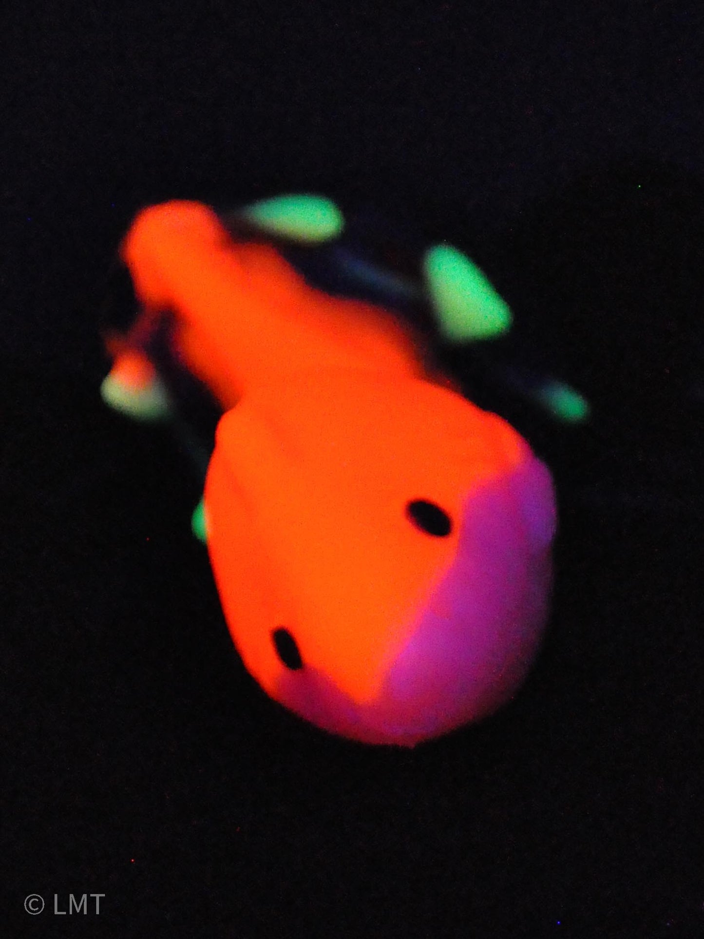 Medium Amity the Shork! MEDIUM (00-50)