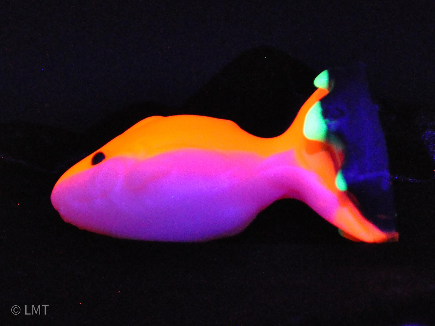 Medium Amity the Shork! MEDIUM (00-50)