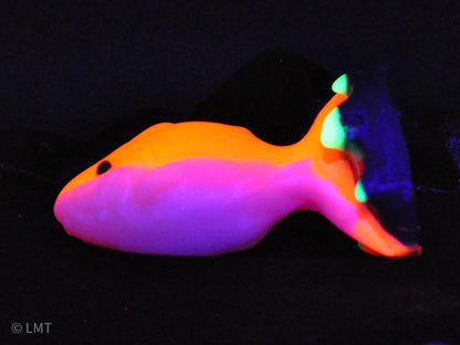 Medium Amity the Shork! MEDIUM (00-50)